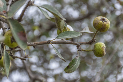 Close-up of fruit growing on tree