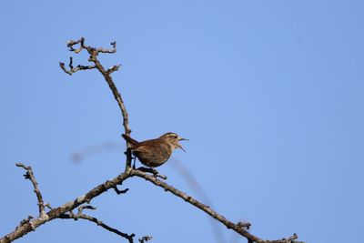 Low angle view of bird perching on branch against clear blue sky