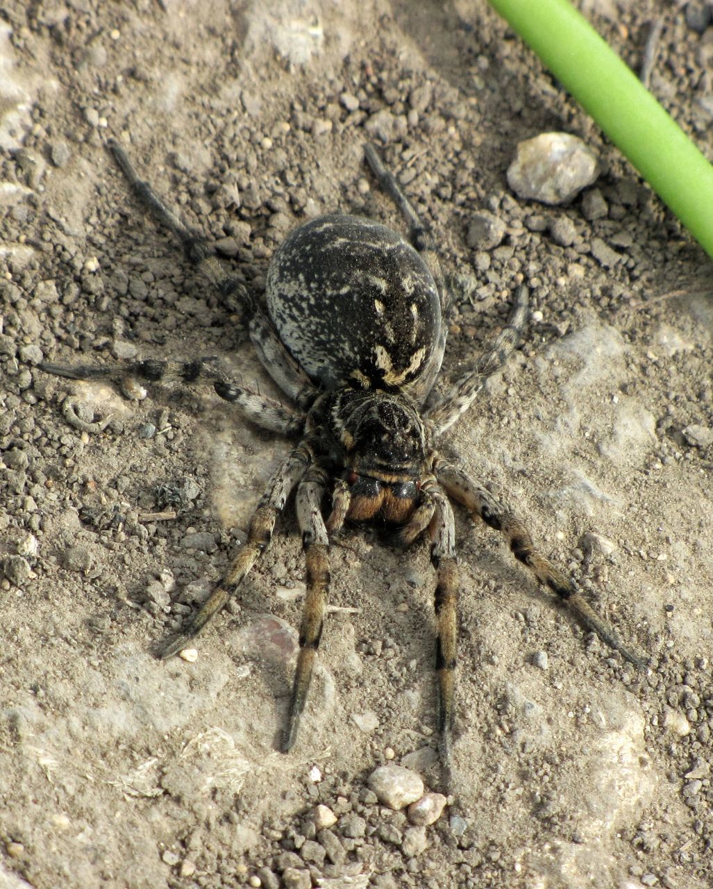 animal themes, animal, animal wildlife, wildlife, one animal, insect, no people, high angle view, close-up, soil, day, nature, outdoors, macro photography, spider, land, zoology, arachnid