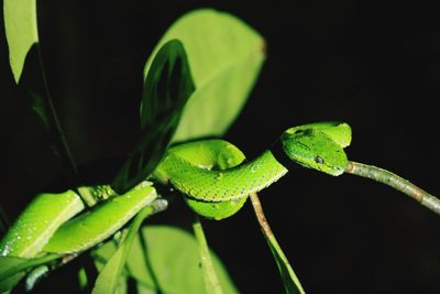 Close-up of fresh green leaf against black background