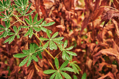 Branch of beautiful green plant