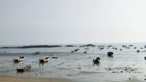 Flock of birds on beach