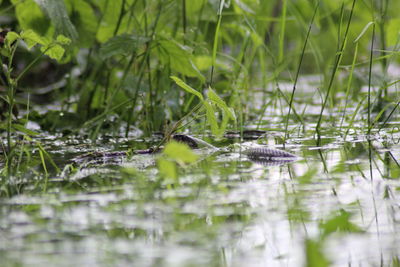 Snake swimming in lake