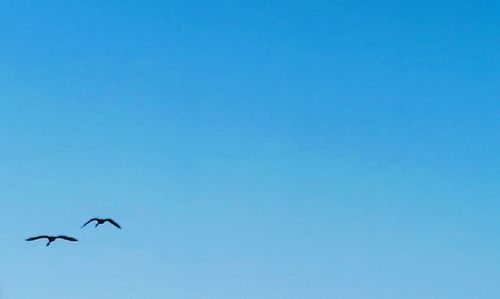 Low angle view of bird flying in sky