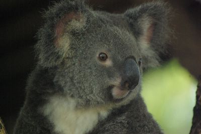 Close-up of an animal looking away