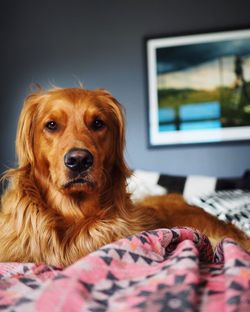 Close-up portrait of dog relaxing on bed at home