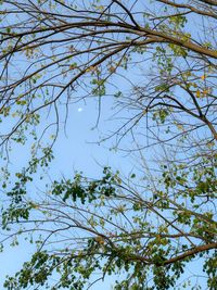 Low angle view of flowering tree against blue sky