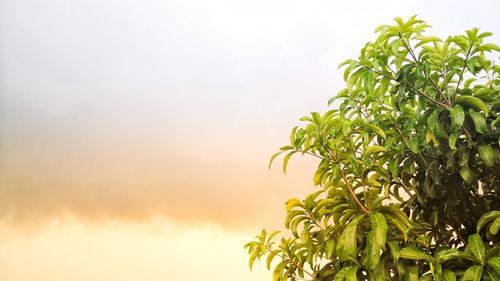 Close-up of fresh green plant against sky