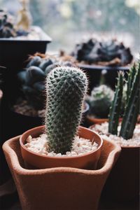 Close-up of cactus growing on potted plant