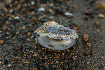 Close-up of shell on rock