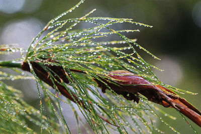 Close-up of wet plant