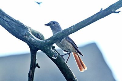 Close-up of bird perching on a fence