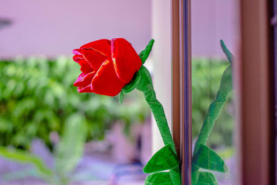 Close-up of red flower