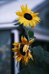 Close-up of yellow sunflower