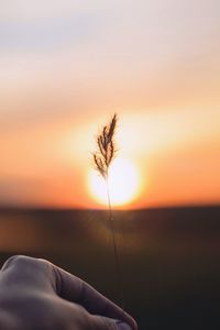 Close-up of hand holding plant at sunset