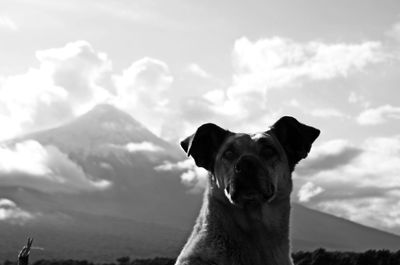 Dog on mountain against sky