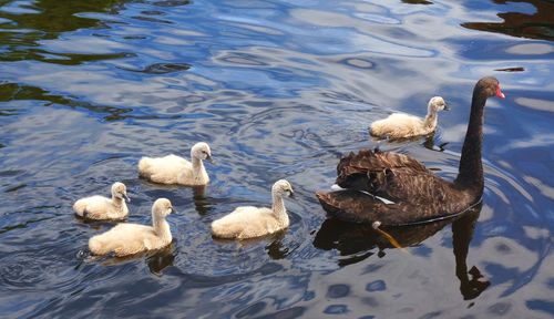 High angle view of ducks swimming on lake