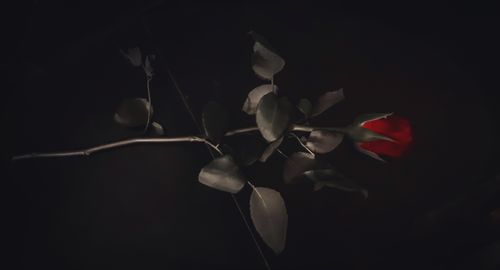 Close-up of flowering plant against black background