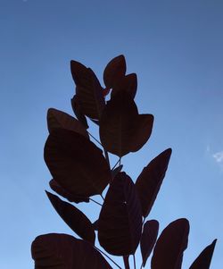 Low angle view of flowering plant against blue sky