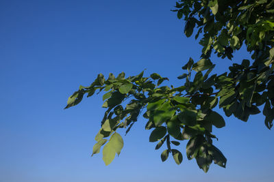 Low angle view of leaves against blue sky