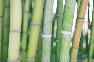 Close-up of bamboo