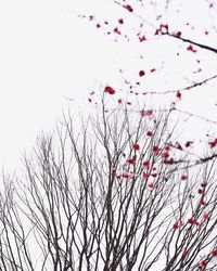 Low angle view of bare trees against sky