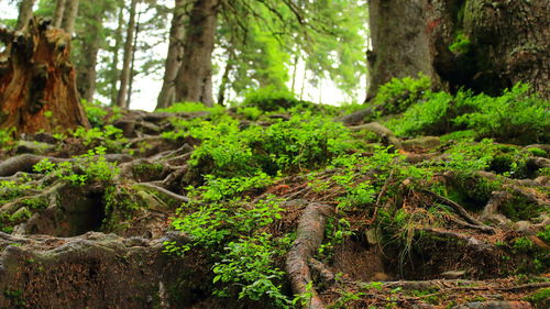 Trees growing in forest