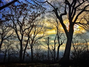 Bare trees on field at sunset