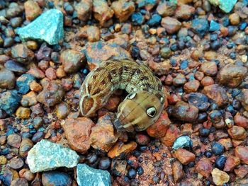 Close-up of crab on pebbles at beach