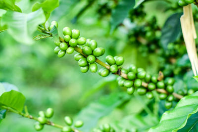 Close-up of fruit growing on tree