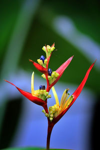 Close-up of insect on flower
