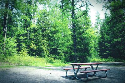 Empty chair in forest