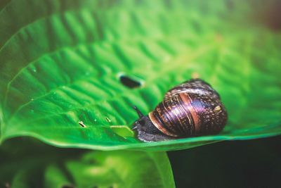 Close-up of snail on leaf