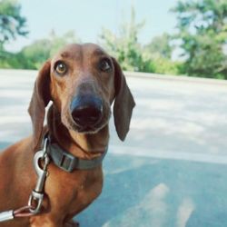 Close-up portrait of dog