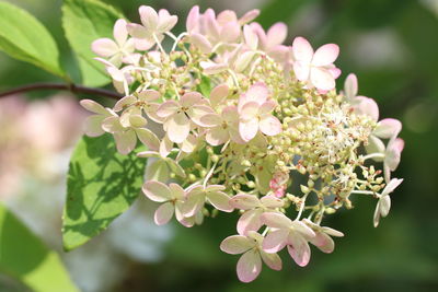 Close-up of flowering plant