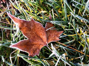 High angle view of maple leaf on field