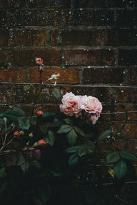 Rose plant against wall