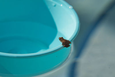 High angle view of snail on blue water