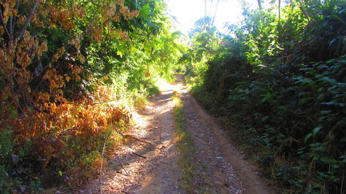 Dirt road along trees