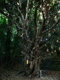 Trees growing in forest