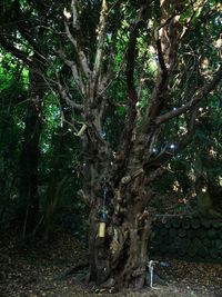 Trees growing in forest