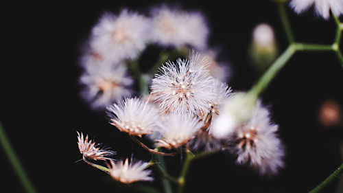 Close-up of dandelion on field