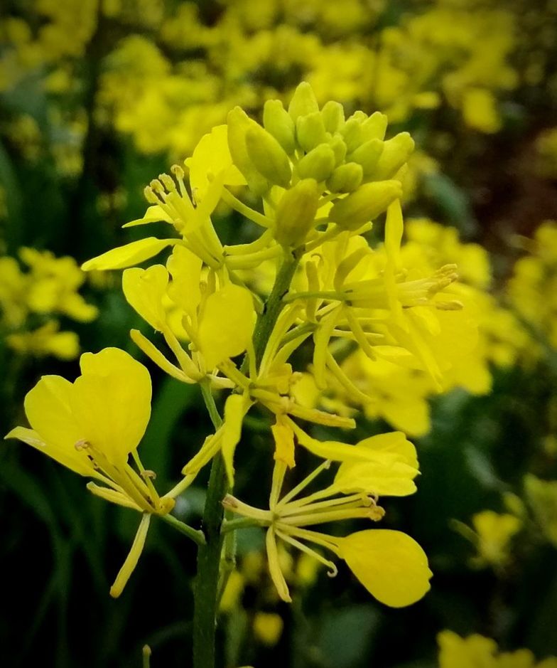 flower, flowering plant, plant, yellow, beauty in nature, growth, vulnerability, fragility, close-up, freshness, petal, flower head, focus on foreground, inflorescence, nature, day, no people, selective focus, outdoors, bud