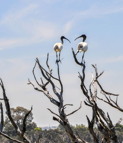 Birds perching on tree branch