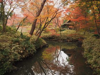 Trees in park during autumn