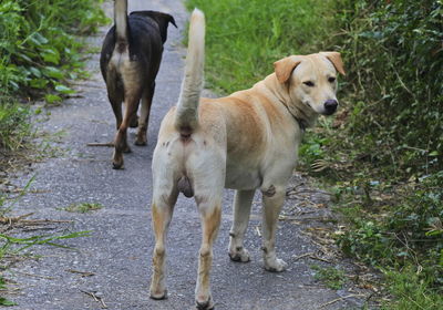 Dogs standing on field