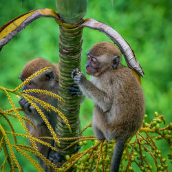 Close-up of a monkey
