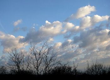 Low angle view of silhouette trees on field against sky