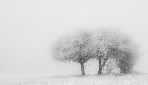 Bare trees against clear sky