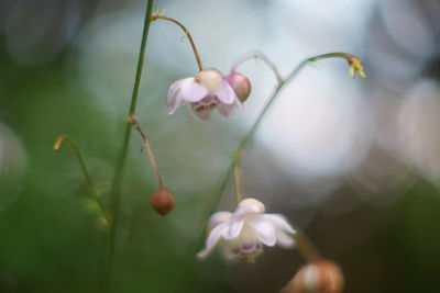 Close-up of flowers growing outdoors